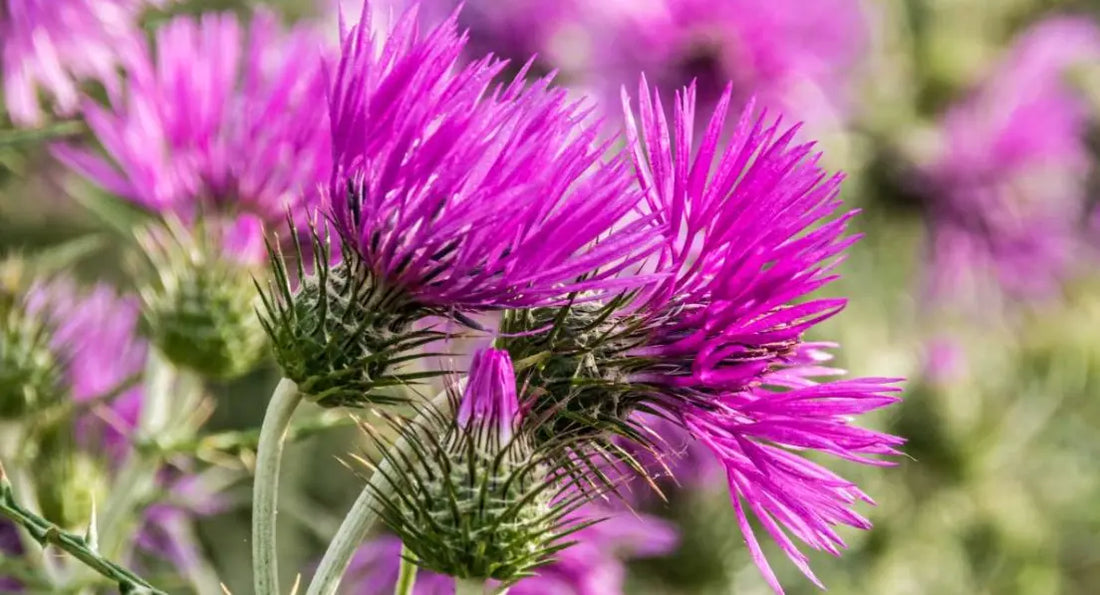 How Does Milk Thistle Cleanse the Liver? Thomson Health SG