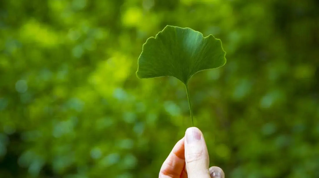 Is Ginkgo Biloba Safe? The Truth Revealed Thomson Health SG