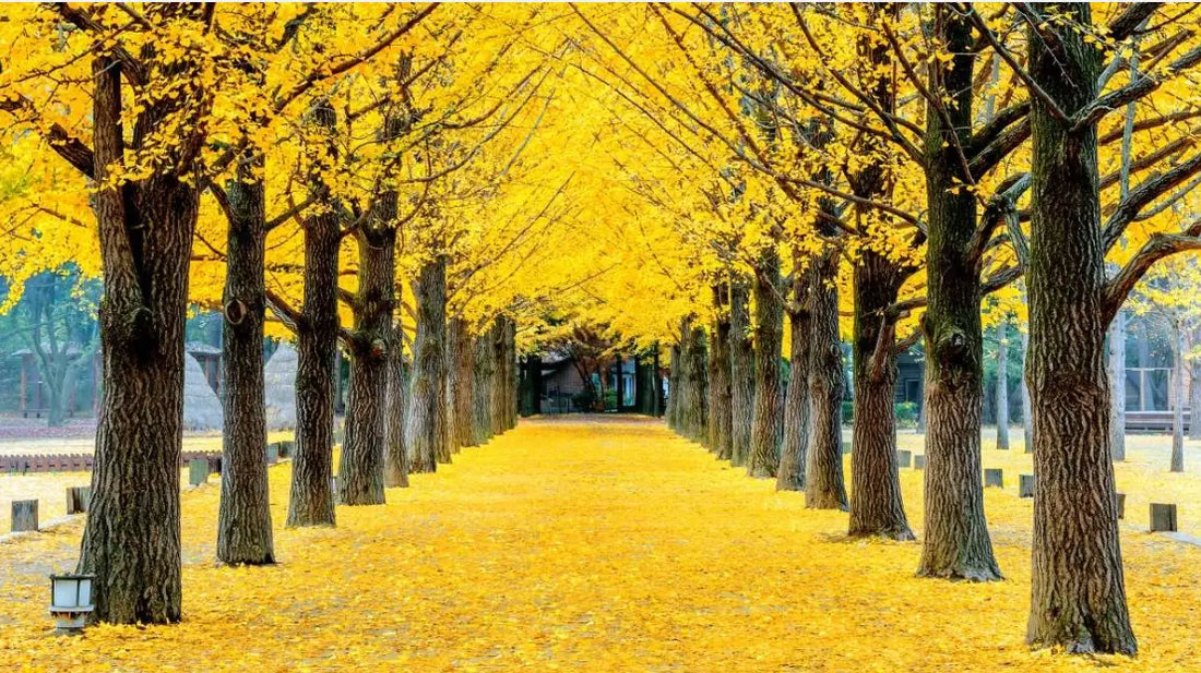 Ginkgo Biloba – An Ancient Treasure for Health Thomson Health SG