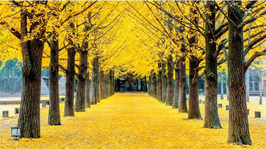 Ginkgo Biloba – An Ancient Treasure for Health Thomson Health SG