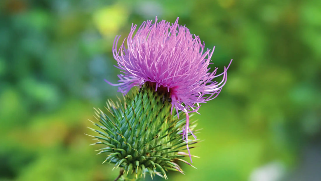 Unlocking the Potential of the Milk Thistle Extract (Silybum marianum): A Comprehensive Guide. Thomson Health SG