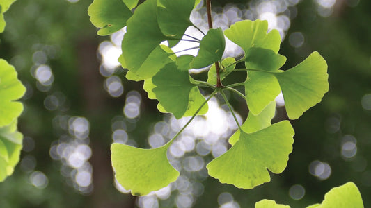 Ginkgo Biloba Extract: A Nutraceutical for Mind and Heart Thomson Health SG
