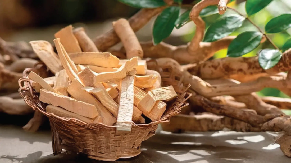Unlocking the Potential of the Tongkat Ali (Eurycoma longifolia): A Comprehensive Guide Thomson Health SG