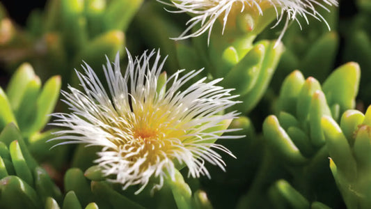 Unlocking the Potential of the Kanna Aerial Extract (Sceletium tortuosum): A Comprehensive Guide Thomson Health SG