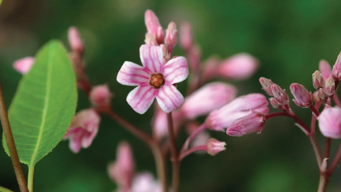 Unlocking the Potential of the Rafuma leaves extract (Apocynum venetum): A Comprehensive Guide Thomson Health SG