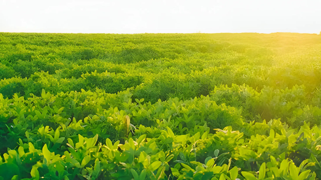 Unlocking the Potential of the Glucosagreen® (Glucosamine sulphate of Non-Shellfish origin): A Comprehensive Guide Thomson Health SG