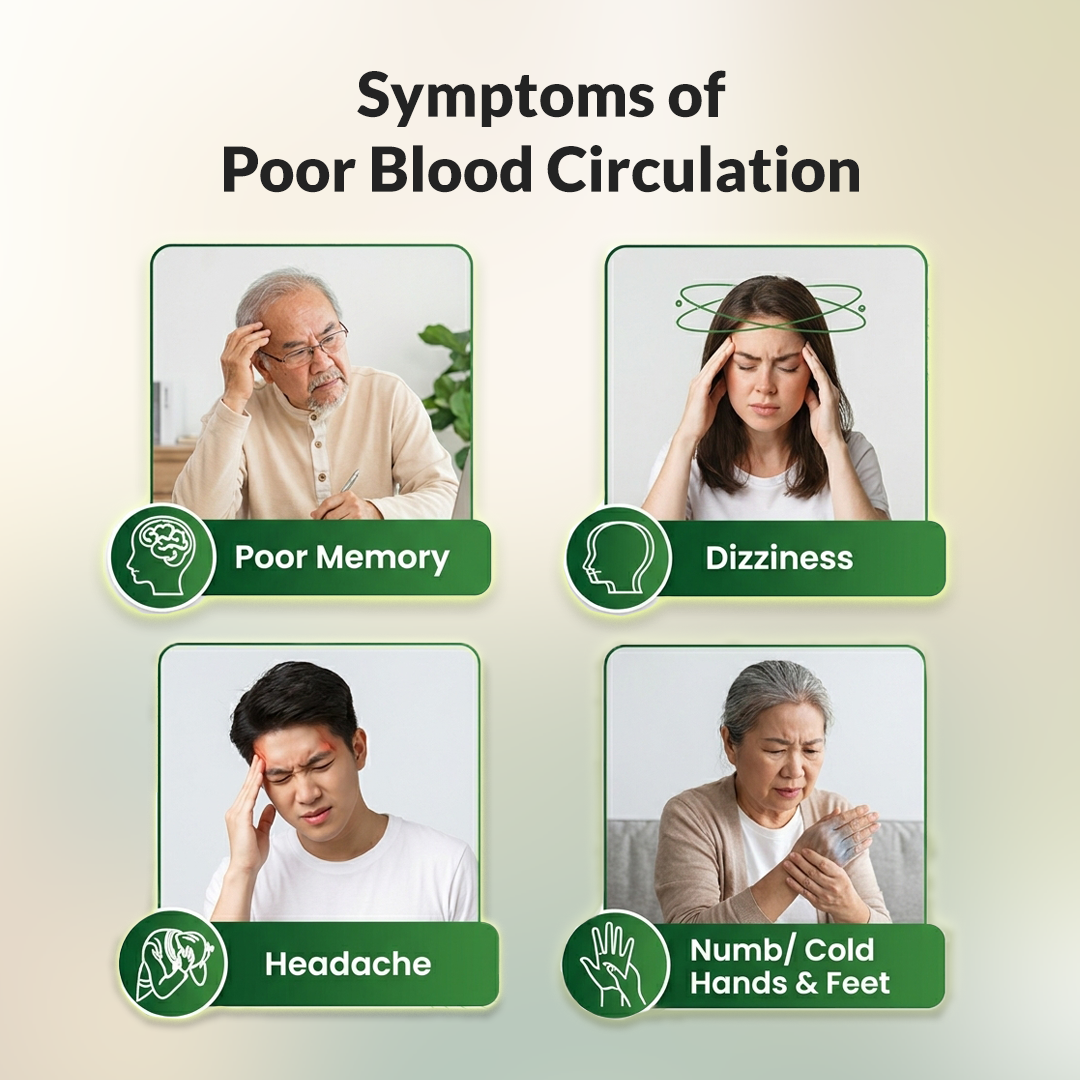 Activated Ginkgo Extract - Brain Health and Blood Circulation Thomson